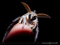 /album/photo-gallery-homepage/moth-netria-multispinae-jpg/